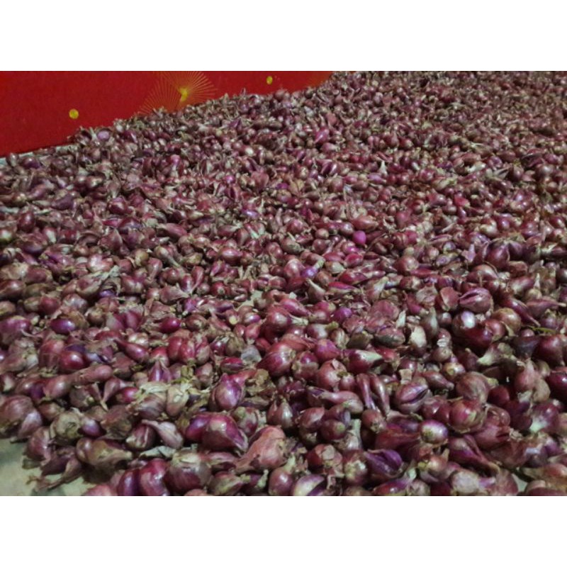 

bawang merah brebes