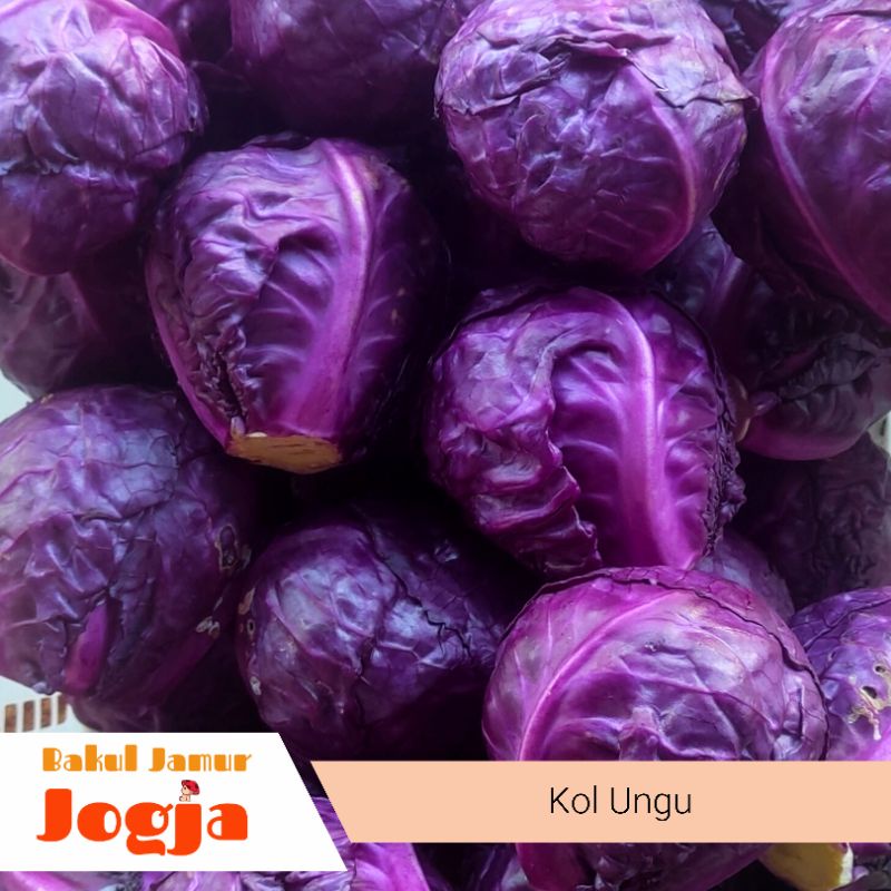 Jual Kol Ungu Kubis Ungu 250 Gram Shopee Indonesia