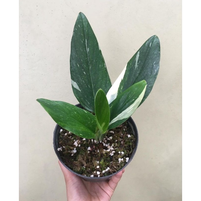 monstera standleyana varigata white - monstera standleyana var putih