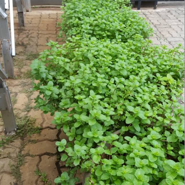 

daun mint organik