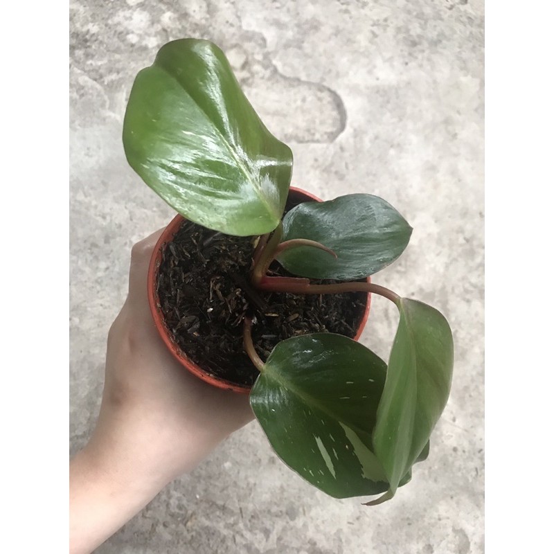 philodendron white knight