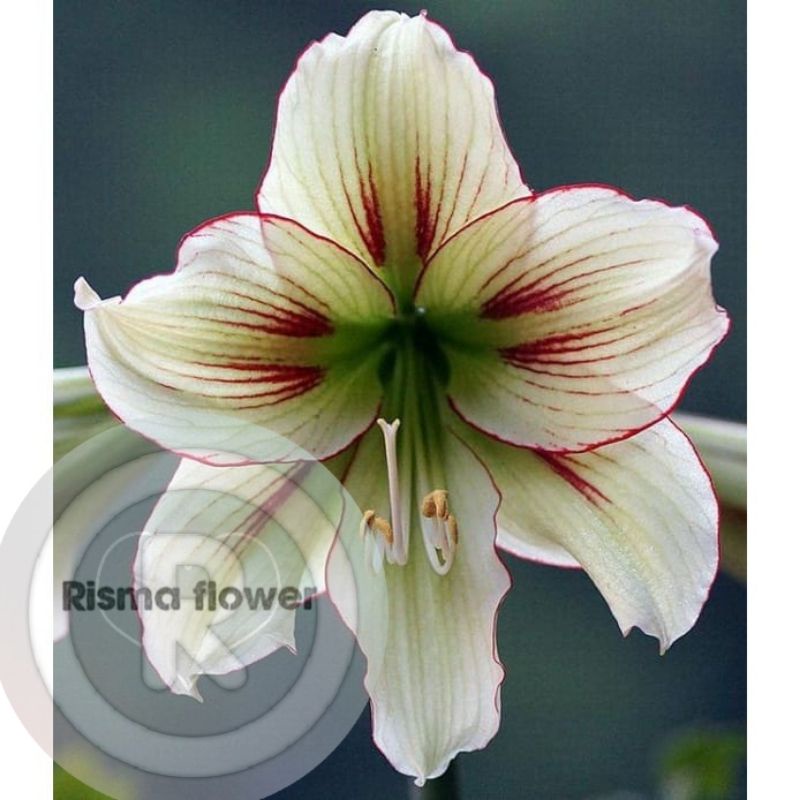 Tanaman hias Bakung amarilis bunga merah putih hijau ( Bunga amarilis / pohon hias )