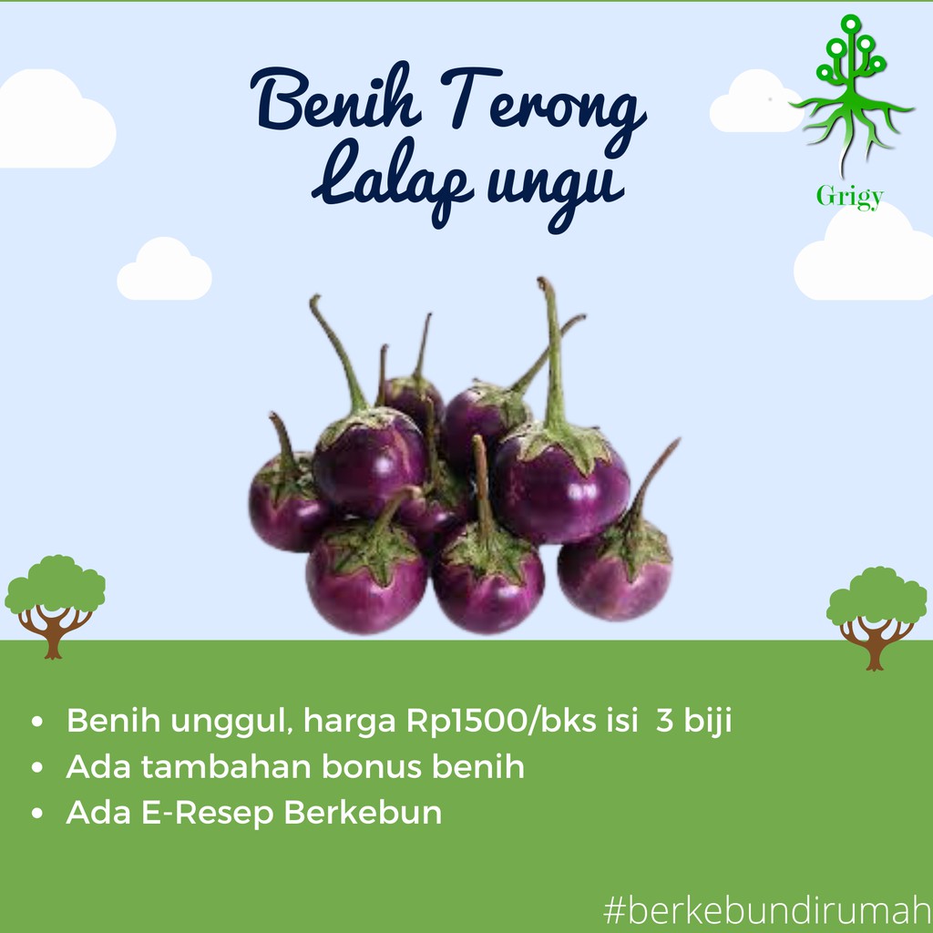 BENIH TERONG UNGU LALAP, BIJI TERONG UNGU LALAP