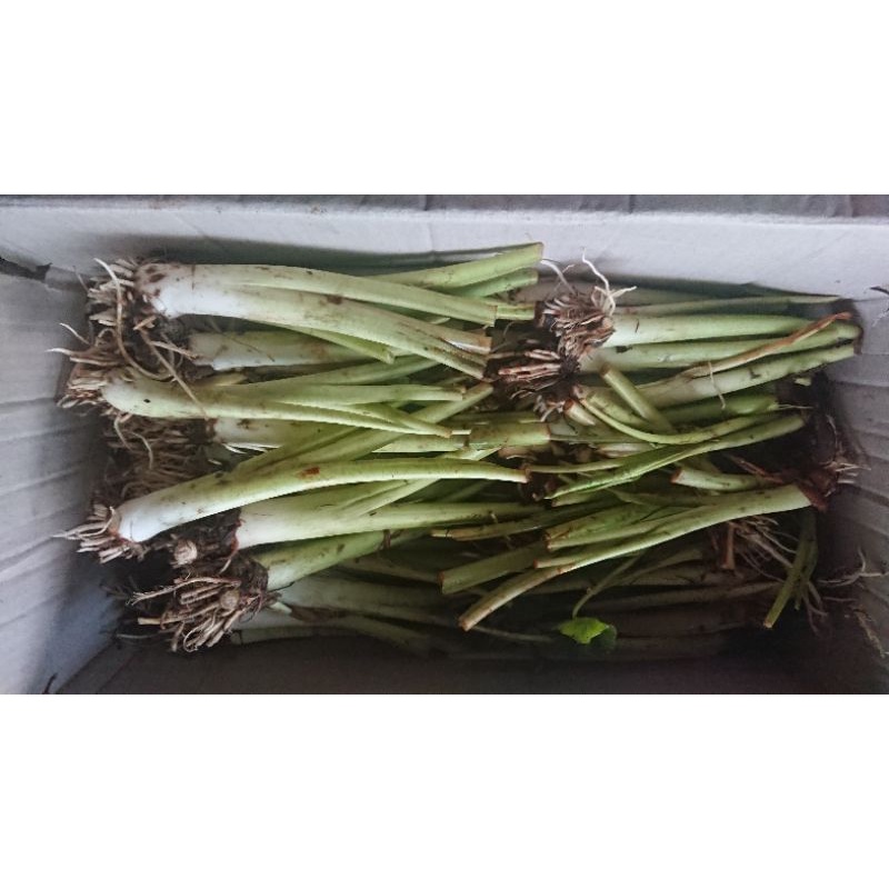 Bibit Talas Bogor / Bentul / Bentol 1 pcs