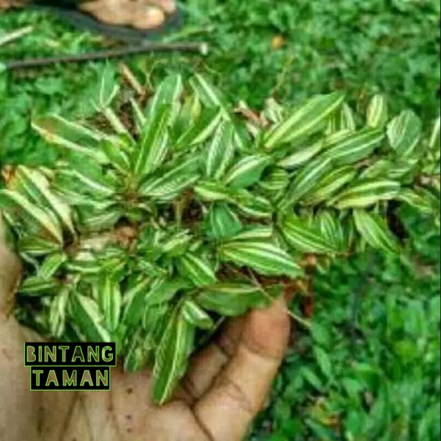 Rumput gajah mini varigata (1meter)