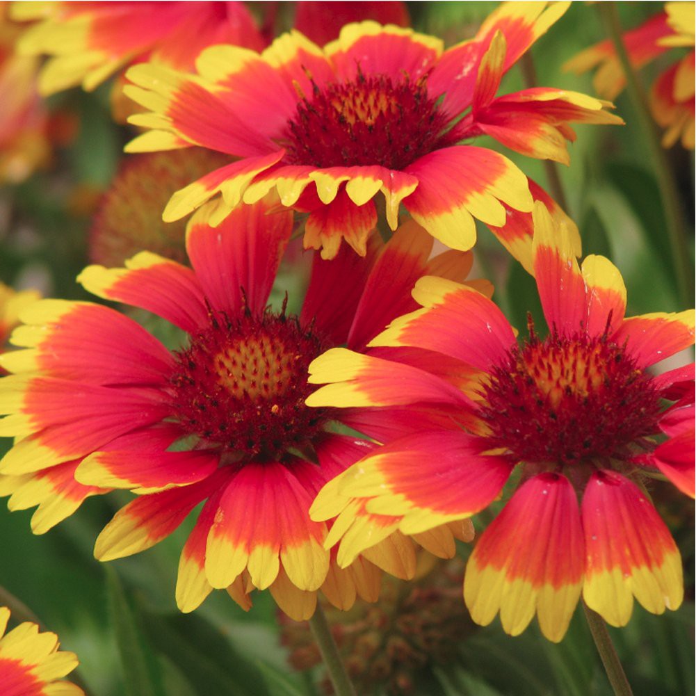 PlantaSeed - 100 Seeds - Gaillardia Benih Bibit Biji Bunga - PAS0199