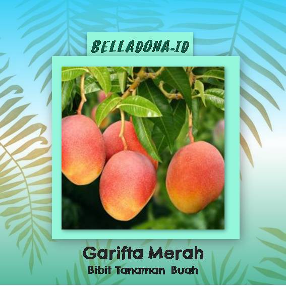 

Bibit Tanaman Buah Mangga Garifta Merah
