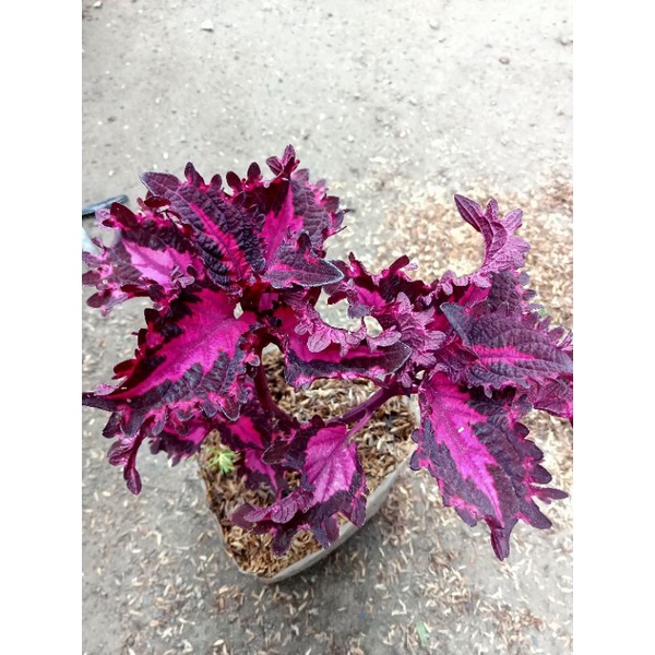 Tanaman Hias Miana Ekor Naga Merah/ miana ekor naga Ungu, EkorNaga Merah, Miana ekor naga Ungu