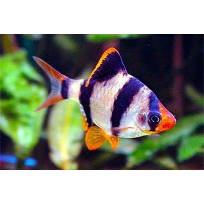 Ikan hias kecil SUMATERA BELANG ikan hias murah untuk Aquarium jenis air tawar ikan unik