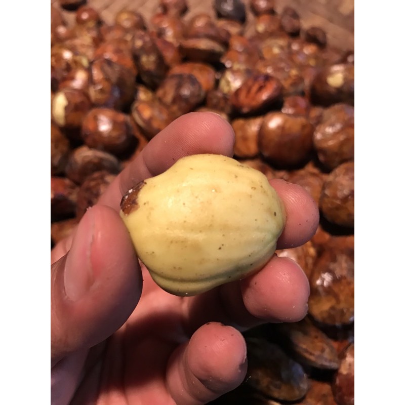 

jengkol segar