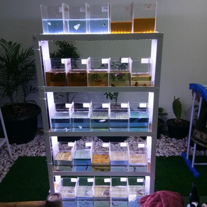 TURUN HARGA rak cupang set dengan lampu LED - Putih, PLT =60x14x75cm AP172