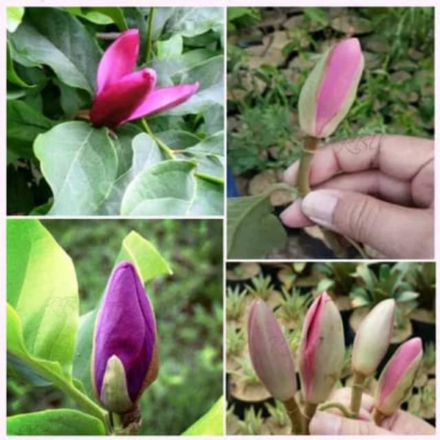 Bibit kantil ungu