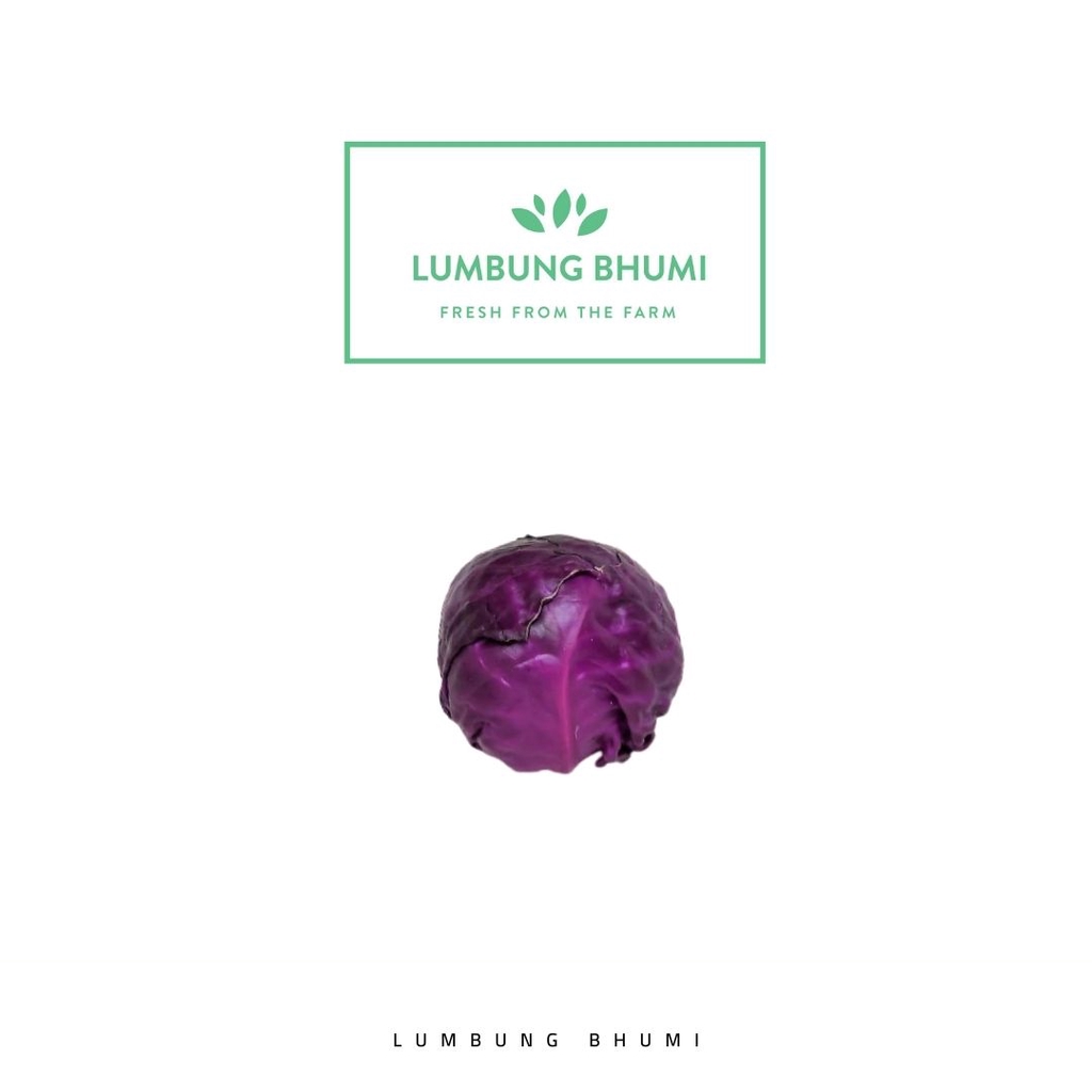 

Lumbung Bhumi - Kol Merah Ungu 500 Gr ( Sayur Curah )