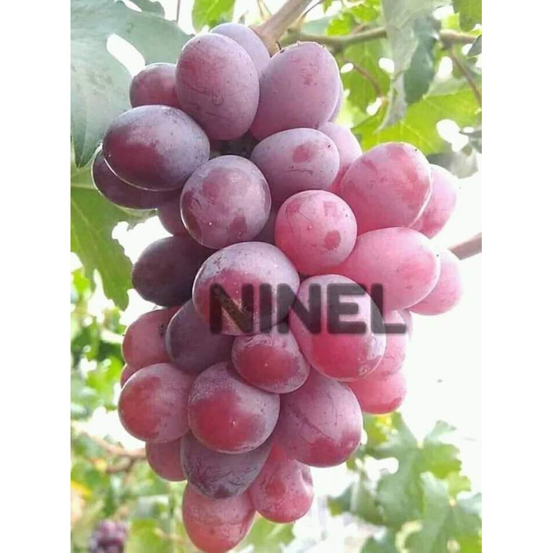 bibit anggur. ninel akademik  gosv jupiter