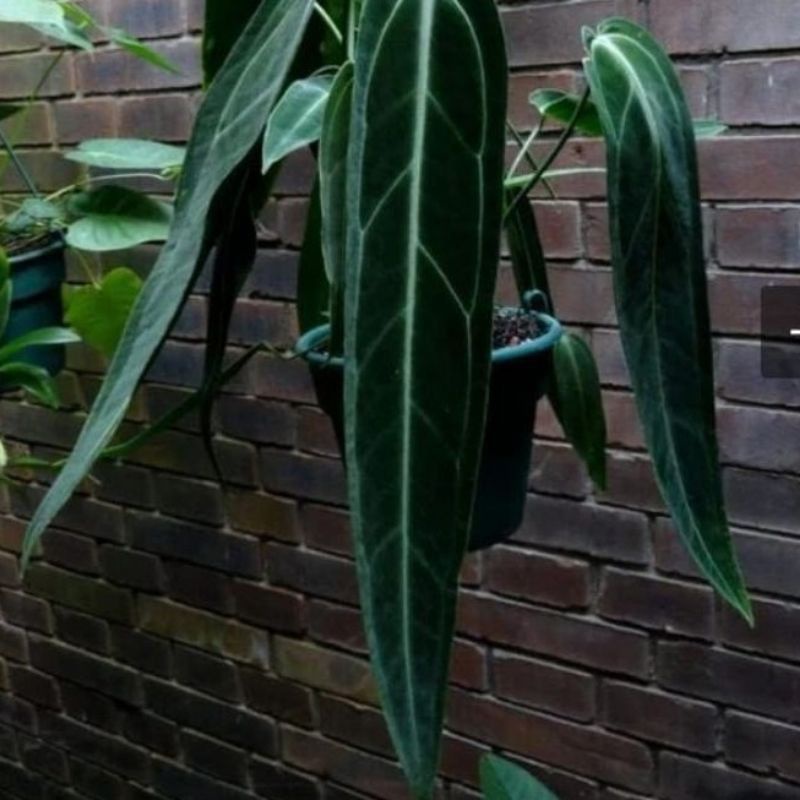 Bibit Bonggol Anthurium Lidah Gajah Warrocqueanum Siap Tumbuh