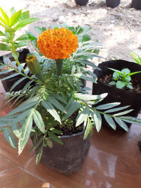 Cabe Rawit Pedas - 15 Benih