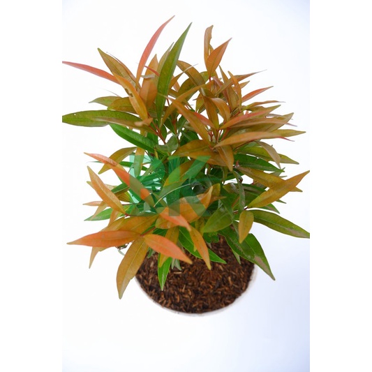 pohon pucuk merah - Bibit Pucuk Merah Super(30-40 cm)