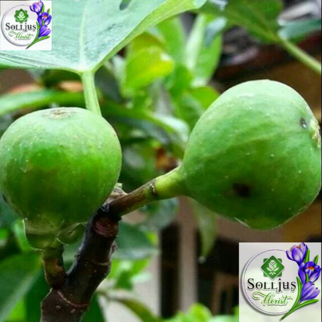 

Bibit Tin Green Jordan