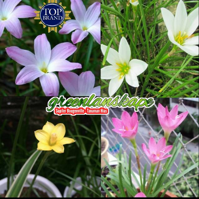 Lily hujan - rain lily paket 4 warna