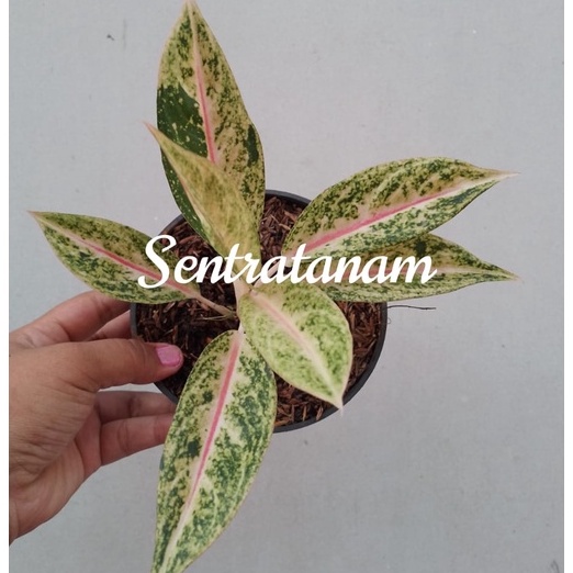 Tanaman Hias Koleksi Aglonema Orange Legacy/ Tanaman Teduh/ Tanaman Hias