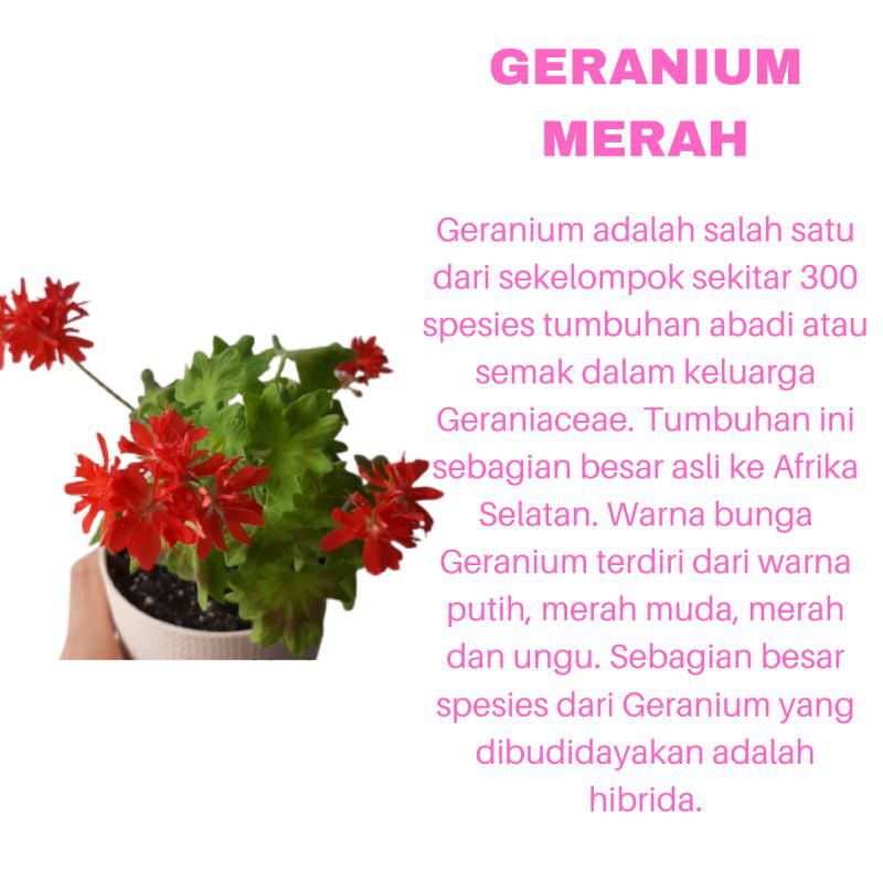 PROMO TANAMAN HIAS BUNGA GERANIUM MERAH KUALITAS SUPER | MURAH | COD