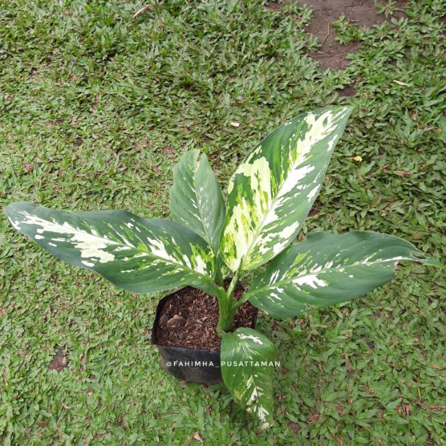 Tanaman Hias Blanceng Varigata