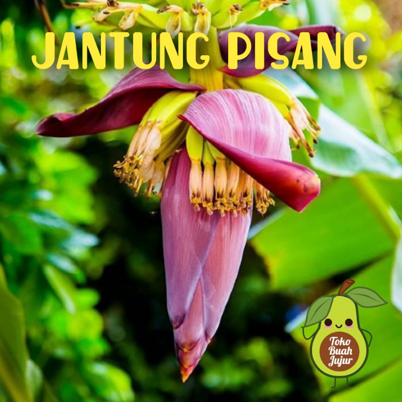 

JANTUNG PISANG 1pcs