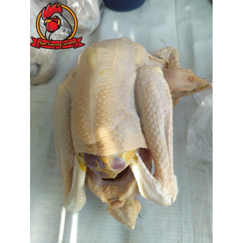 

AYAM KAMPUNG MEDIUM 725-800 gr