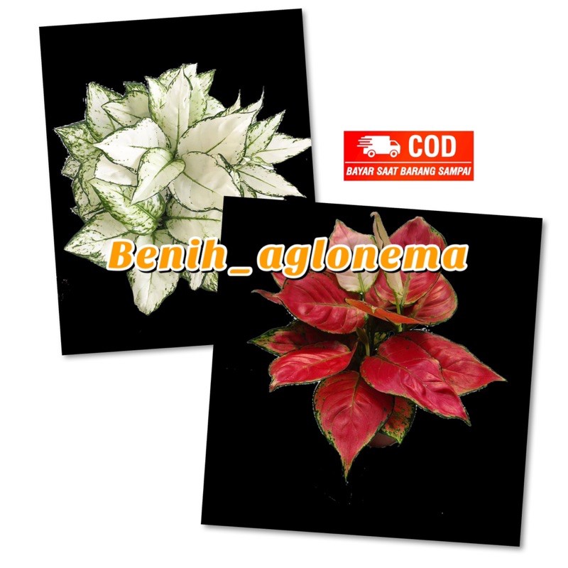 promo bunga aglonema paket murah 2 bonggol aglonema Red anjamani - bonggol aglonema super white