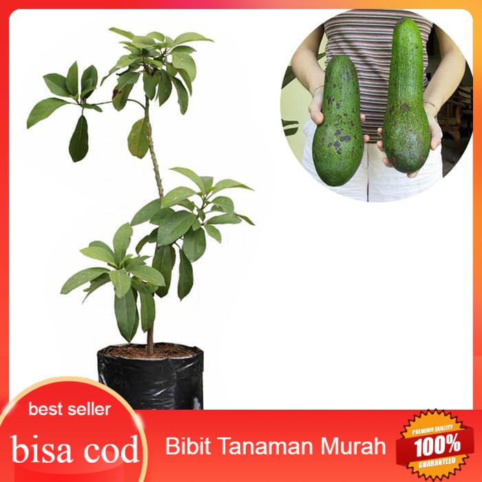 Bibit Buah Alpukat Aligator jumbo