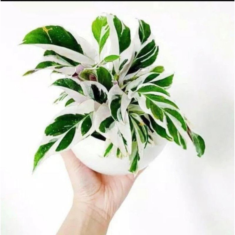 Jual Tanaman Hias Calathea White Fusion Calathea Tissue Tanaman Hias Hidup Calathea Tissue