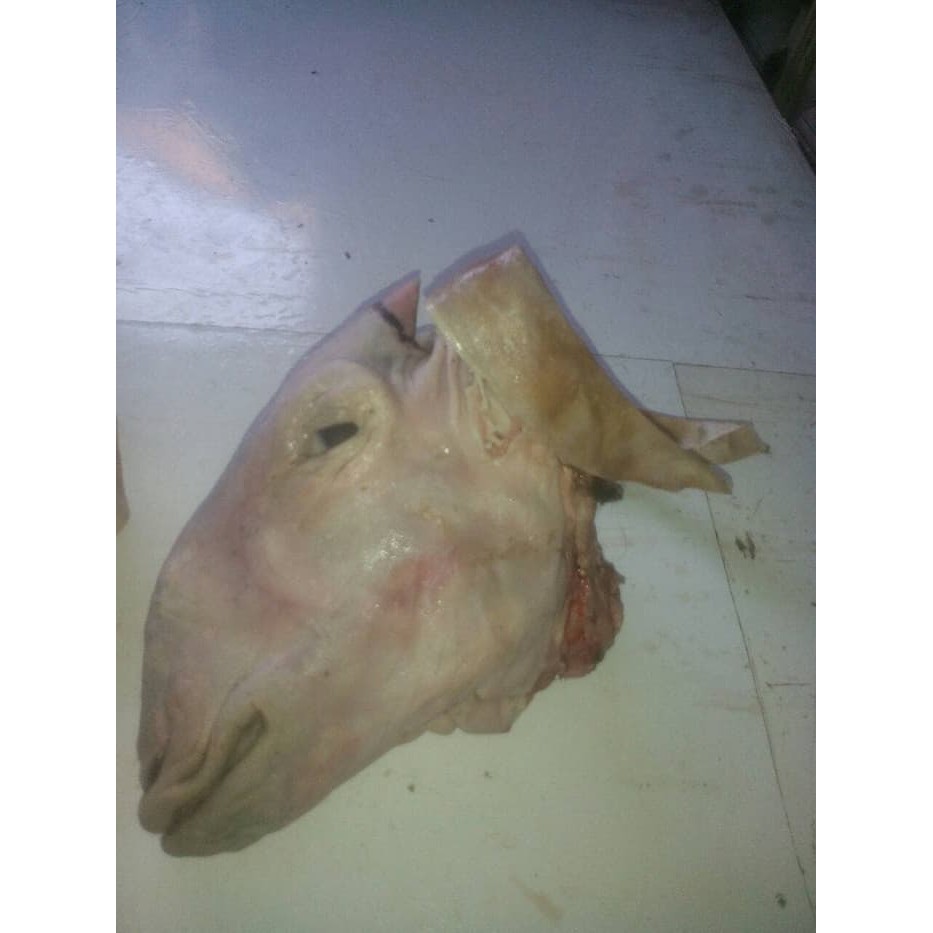 

Kepala Kambing 1 piece
