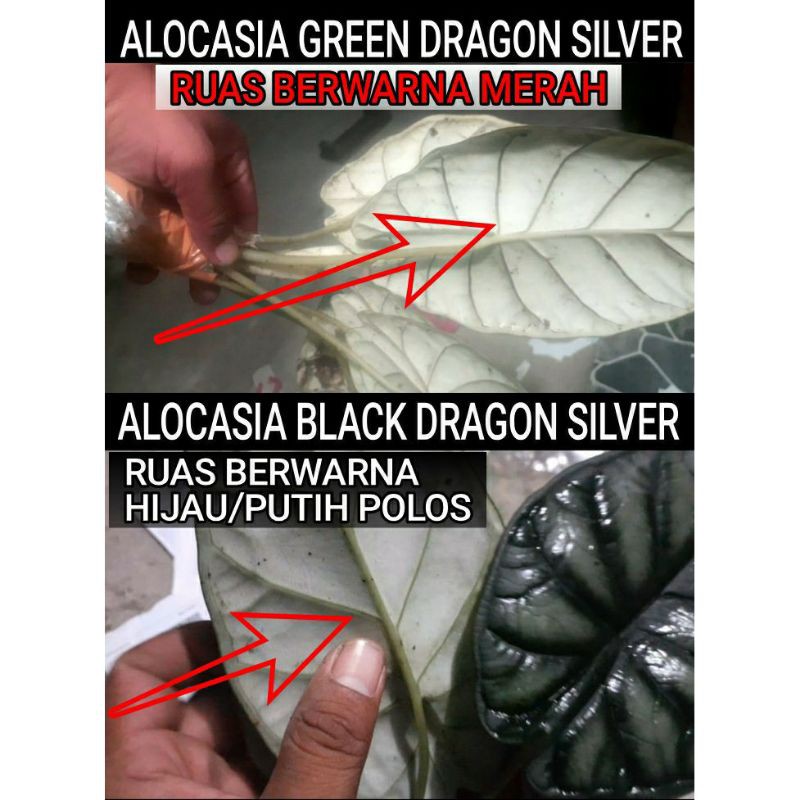 Kembang Tanaman Keladi Hias Alocasia Black/Green Dragon Alokasia