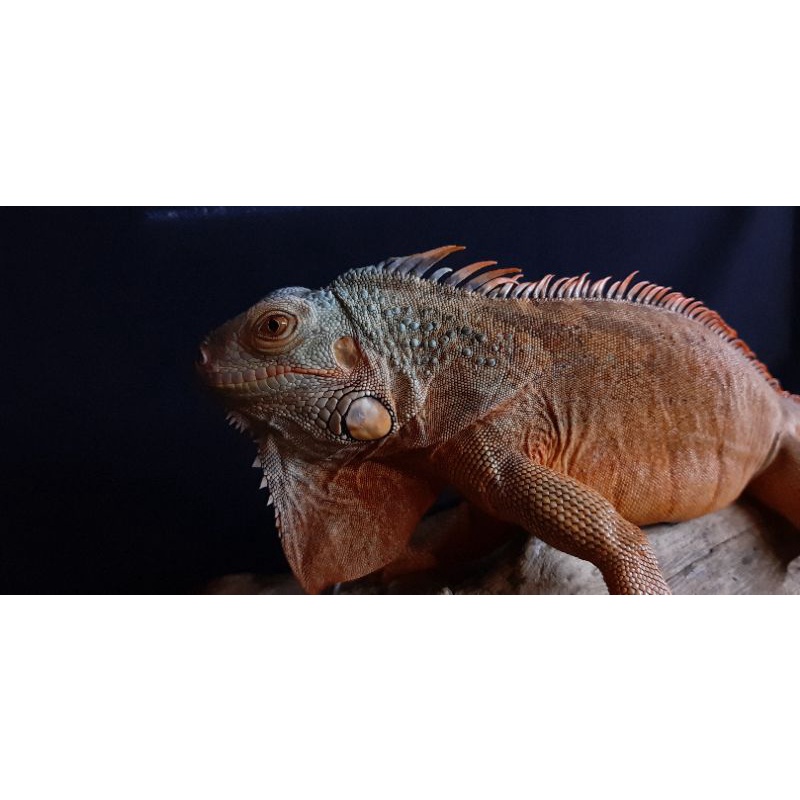 Iguana super red betina siap produksi