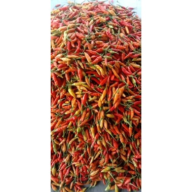 

Cabai Rawit Merah 1 kg ( 1000 gram)