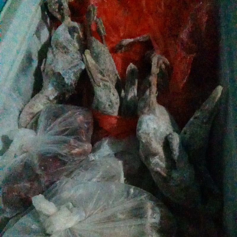 

karkas bebek fresh/beku