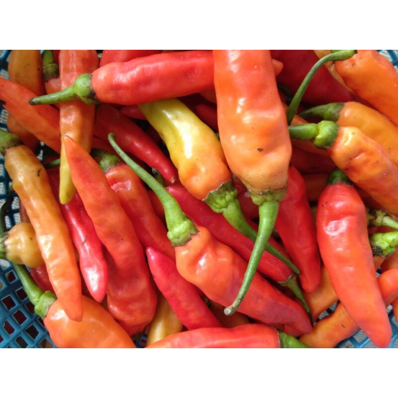 

CABE/CABAI SETAN CAPLAK Rawit SUPER PEDEES 250Gr