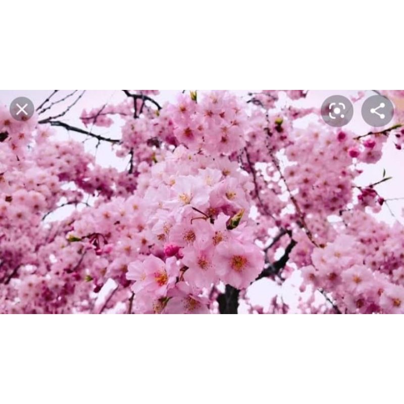 benih pohon tabebuya