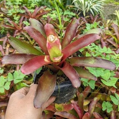 DIARY PETANI - Tanaman Hias Bromelia Merah