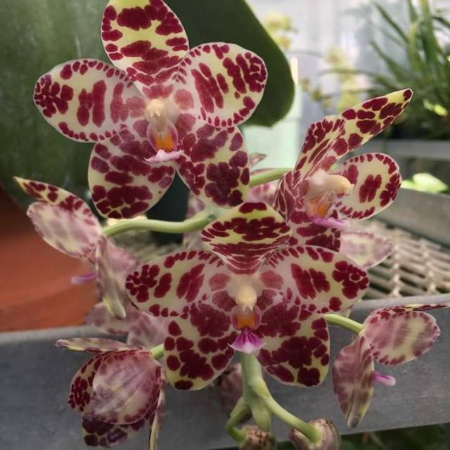 Anggrek phalaenopsis gigantea dewasa