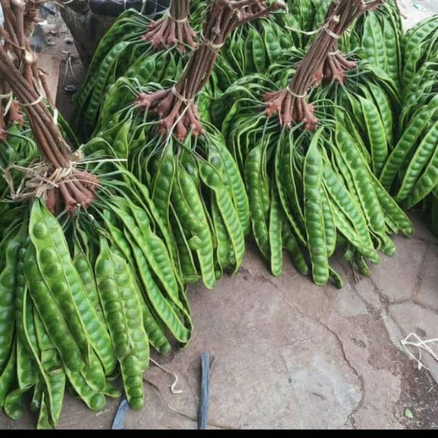 

Petai pare/petai padi per 10 papan