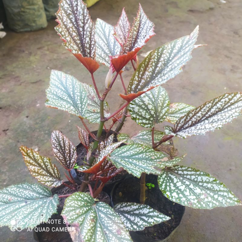 TANAMAN HIAS BUNGA BEGONIA BATIK