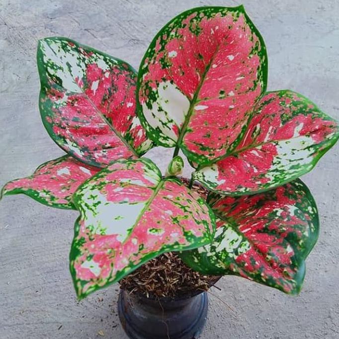 Tanaman Hias Aglonema Tricolor - Aglonema - Tricolor