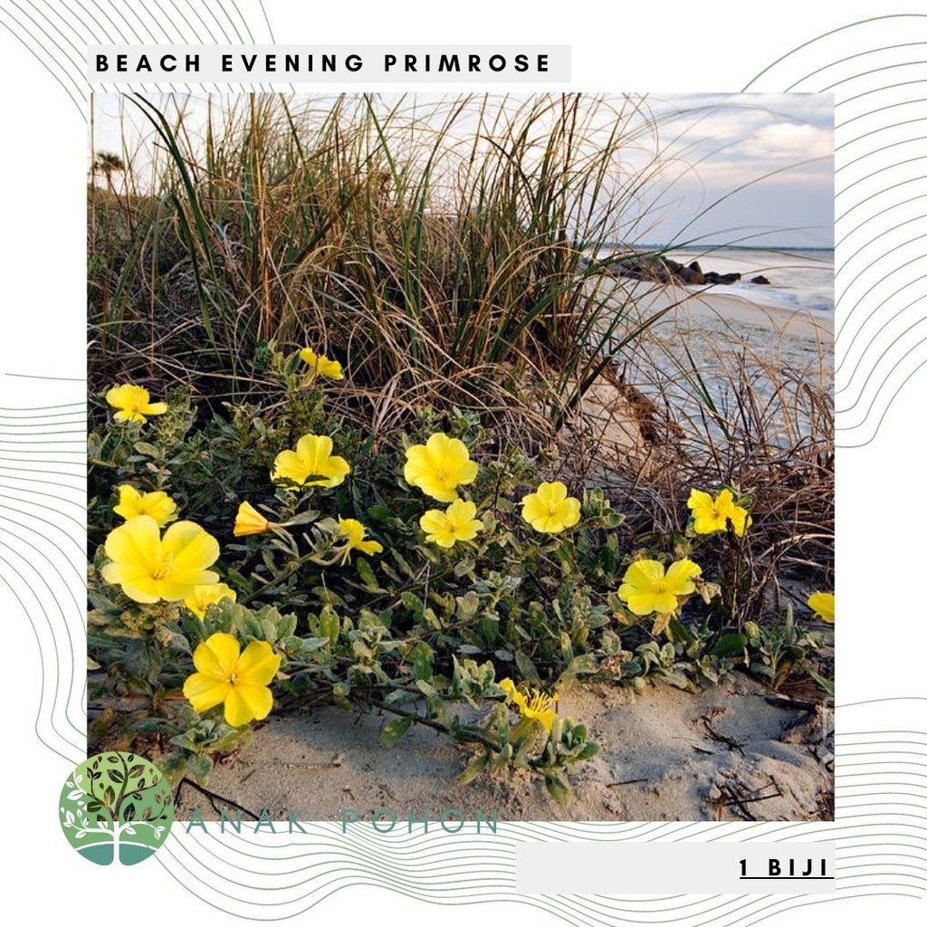 Benih Bibit Biji - Bunga Beach Evening Primrose Flower Seeds - IMPORT