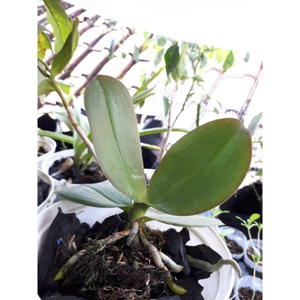 anggrek bulan taiwan remaja