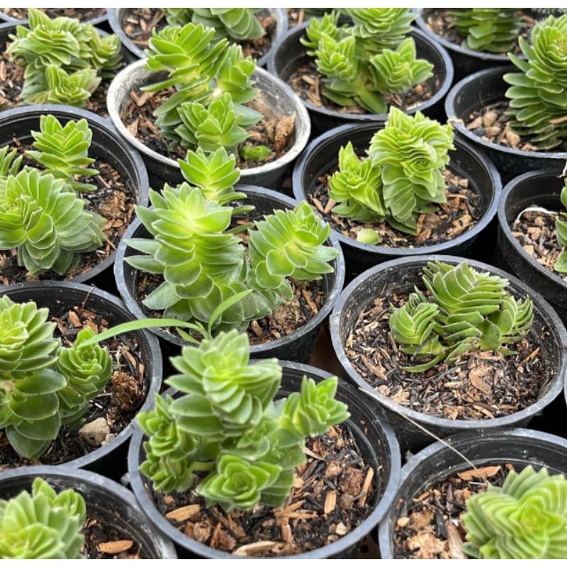 Sukulen Crassula Estagnol