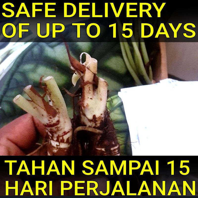 BONGGOL PUCUK DRAGON SILVER & SCALE Tanaman Bunga Keladi Tengkorak Hias Alocasia Dragon Hidup Murah