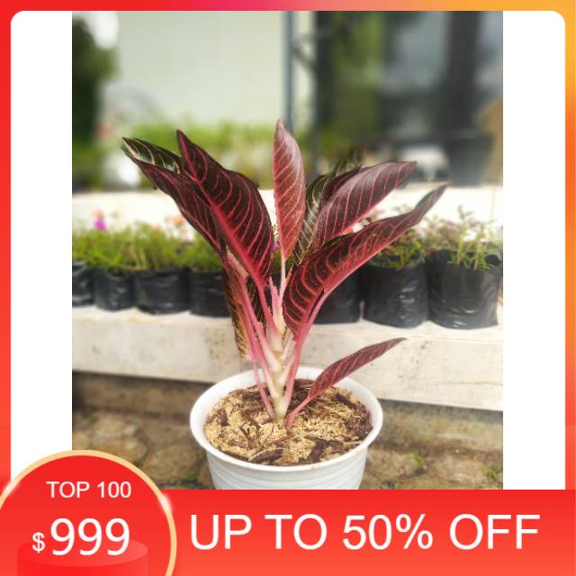Aglaonema / Aglonema Pride of Sumatera / Red Sumatera