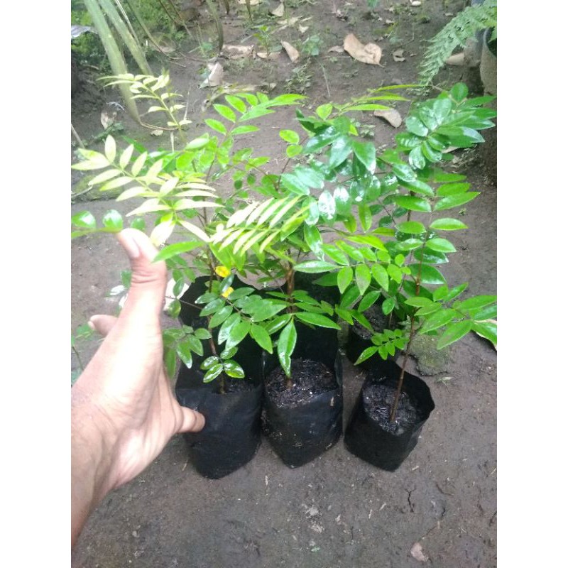 

Bibit Pasak Bumi