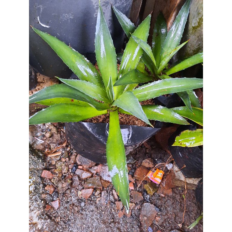 TANAMAN HIAS/BUNGA HIAS/AGAVE HIJAU/AGAVE